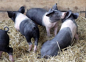 Schweinsbr&auml;u in Hermannsdorf